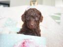 Dwarf poodle puppies with FCI pedigree