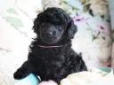 Dwarf poodle puppies with FCI pedigree