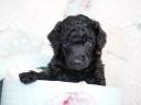 Dwarf poodle puppies with FCI pedigree