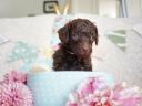 Dwarf poodle puppies with FCI pedigree