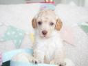 Dwarf poodle puppies with FCI pedigree