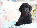 Dwarf poodle puppies with FCI pedigree