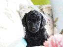 Dwarf poodle puppies with FCI pedigree
