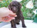 Dwarf poodle puppies with FCI pedigree
