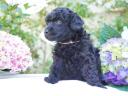 Dwarf poodle puppies with FCI pedigree