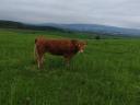 Cattle for slaughter