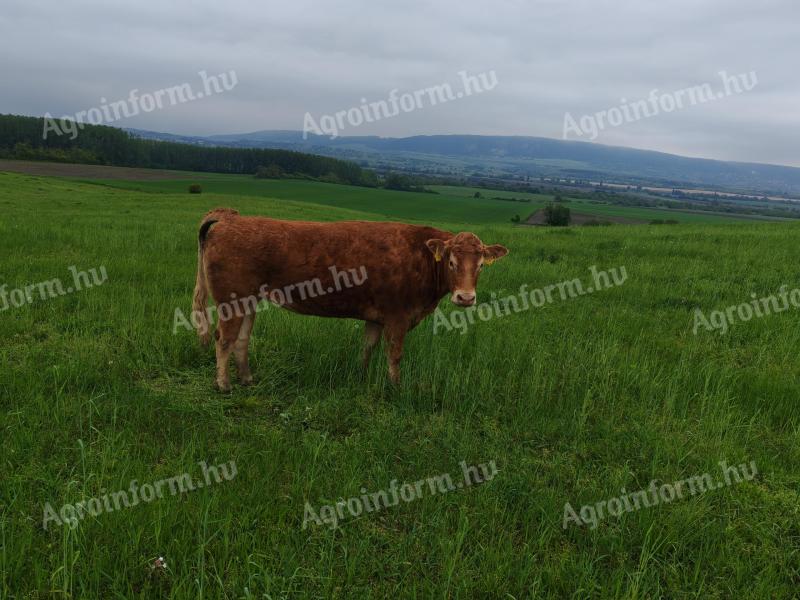 Cattle for slaughter