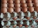 Eggs for sale