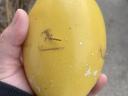Nandu eggs for sale