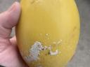 Nandu eggs for sale