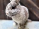 Purebred, coloured dwarf rhön buck