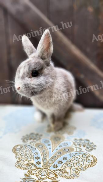 Purebred, coloured dwarf rhön buck