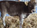 Carpathian calf cow with heifer calf