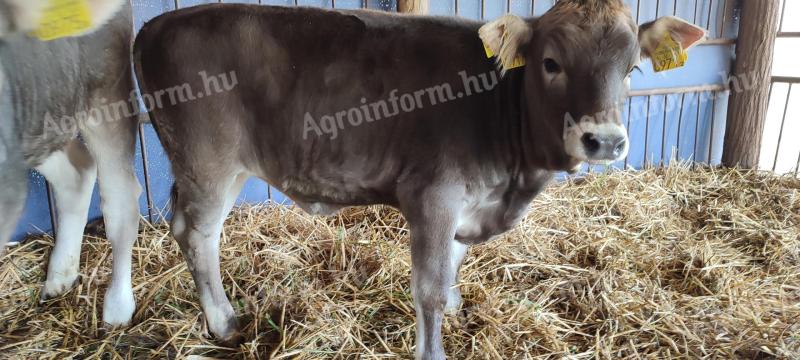 Carpathian calf cow with heifer calf