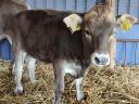 Carpathian calf cow with heifer calf