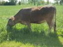 Carpathian calf cow with heifer calf