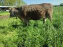 Carpathian calf cow with heifer calf