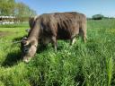 Carpathian calf cow with heifer calf