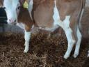 Selected bull calves (HF, MT)