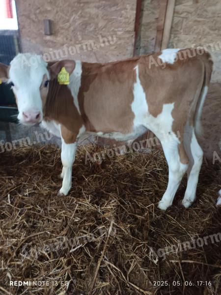 Selected bull calves (HF, MT)
