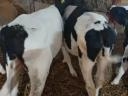 Selected bull calves (HF, MT)