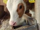 Selected bull calves (HF, MT)