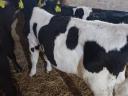 Selected bull calves (HF, MT)
