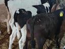 Selected bull calves (HF, MT)
