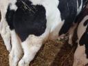 Selected bull calves (HF, MT)