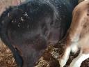 Selected bull calves (HF, MT)