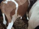 Selected bull calves (HF, MT)
