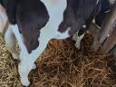 Selected bull calves (HF, MT)
