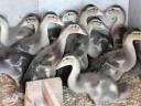 Indian gerbils (snail eaters) for sale