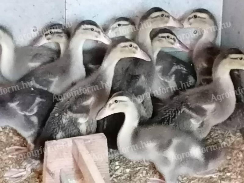 Indian gerbils (snail eaters) for sale