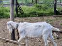 Pedigree Saanenthal bucks for sale