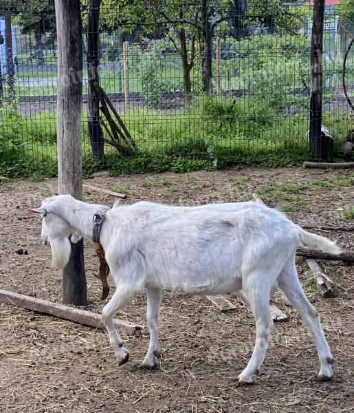 Pedigree Saanenthal bucks for sale