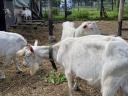 Pedigree Saanenthal bucks for sale
