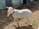 Pedigree Saanenthal bucks for sale