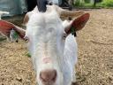 Pedigree Saanenthal bucks for sale