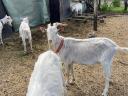 Pedigree Saanenthal bucks for sale