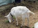 Pedigree Saanenthal bucks for sale