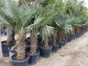 Chinese hemp palm available