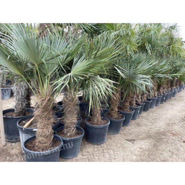 Chinese hemp palm available