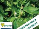 SELSEM PANONKA (000/00 Maturity group) Soybean Seed 90% Germ