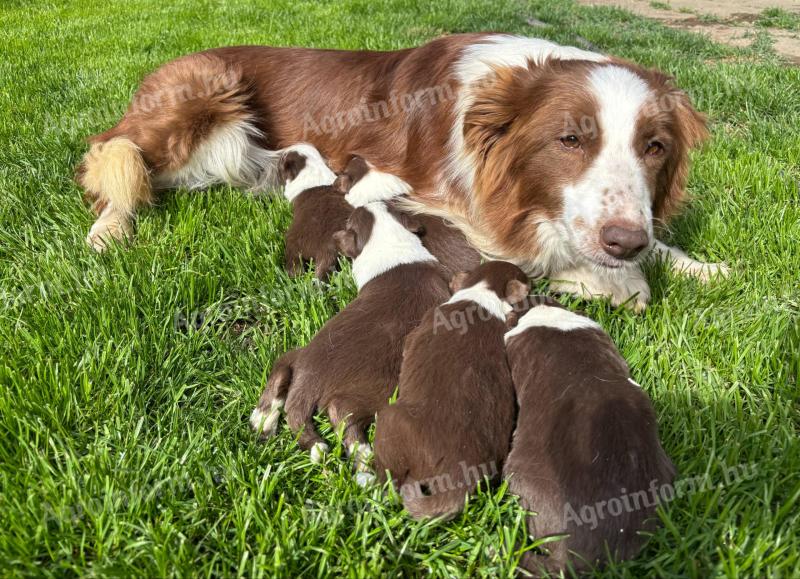 border collie