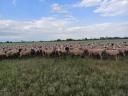 Sheep flocks for sale