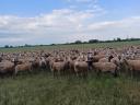 Sheep flocks for sale