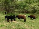 Ouessant sheep
