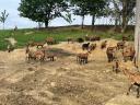 Cameroonian rams for sale