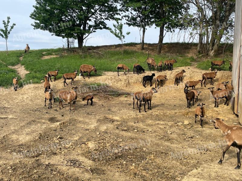 Cameroonian rams for sale